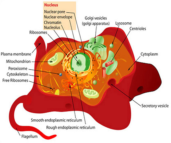 basic animal cell diagram with labels. n venn diagram Add labels