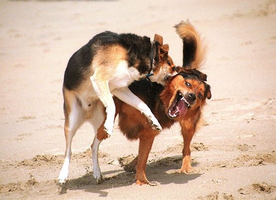 http://lifeboat.com/images/dogs.fighting.jpg