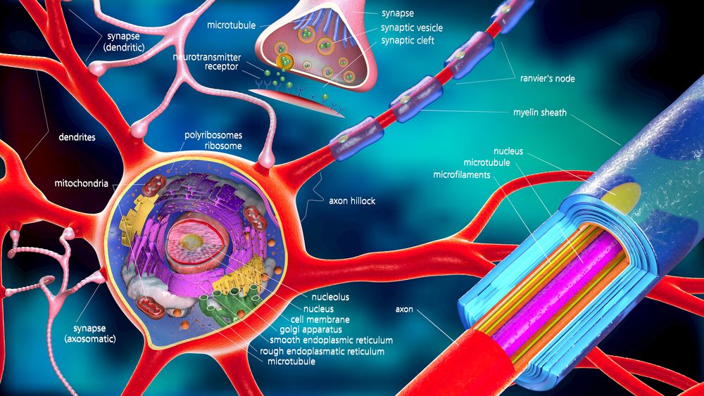 Aggregate form of αsynuclein leads to cell death in Parkinson’s Disease