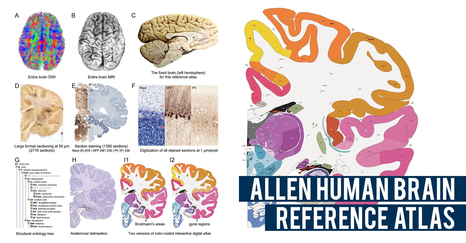 human brain research paper