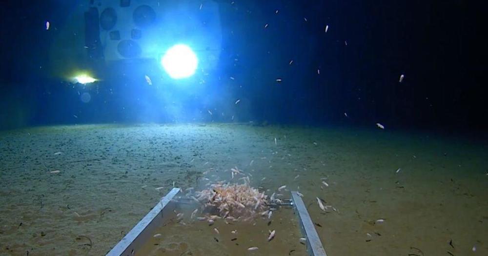 American breaks record with deepest submarine dive ever, finds plastic