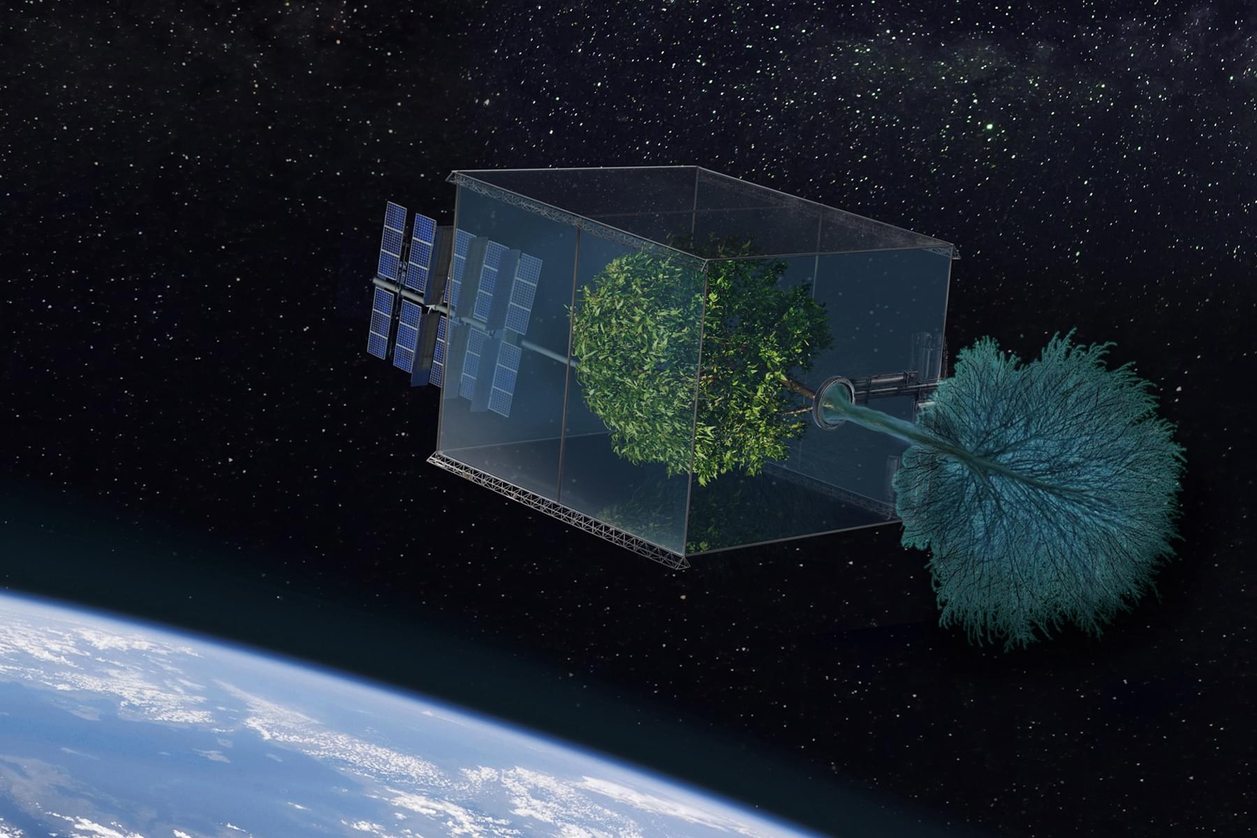 can-a-tree-grow-in-space