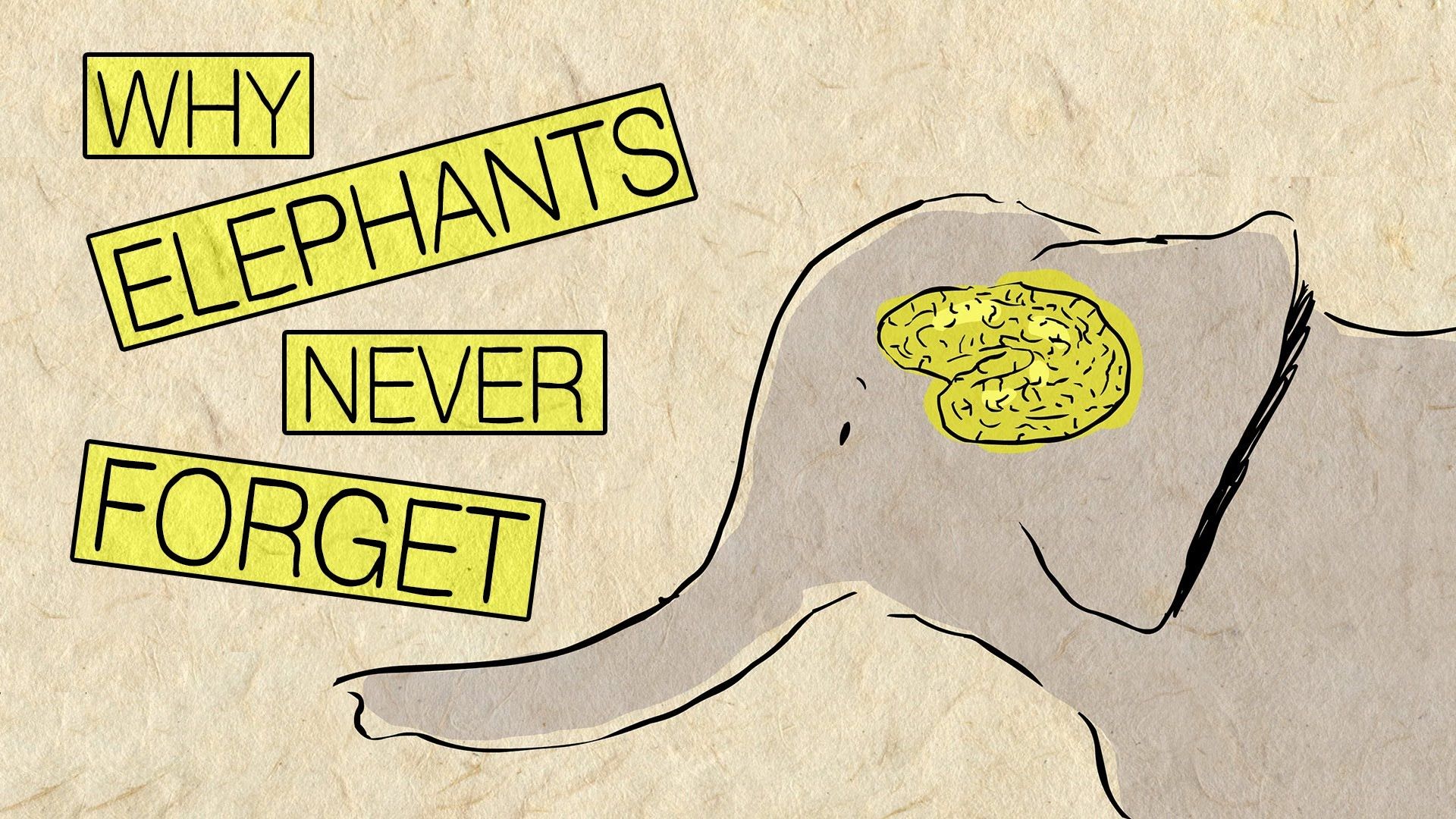 elephants-never-forget