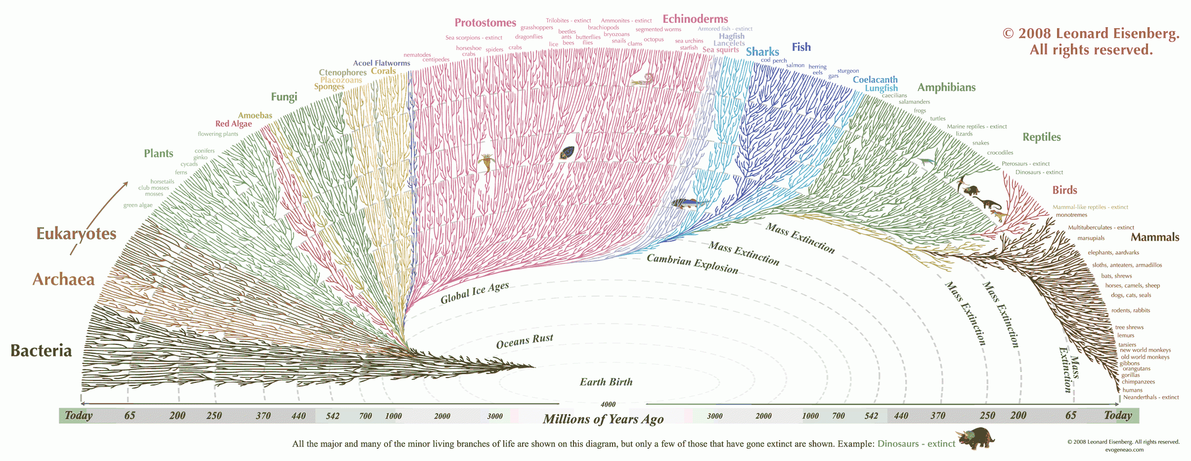 Evolution Chart