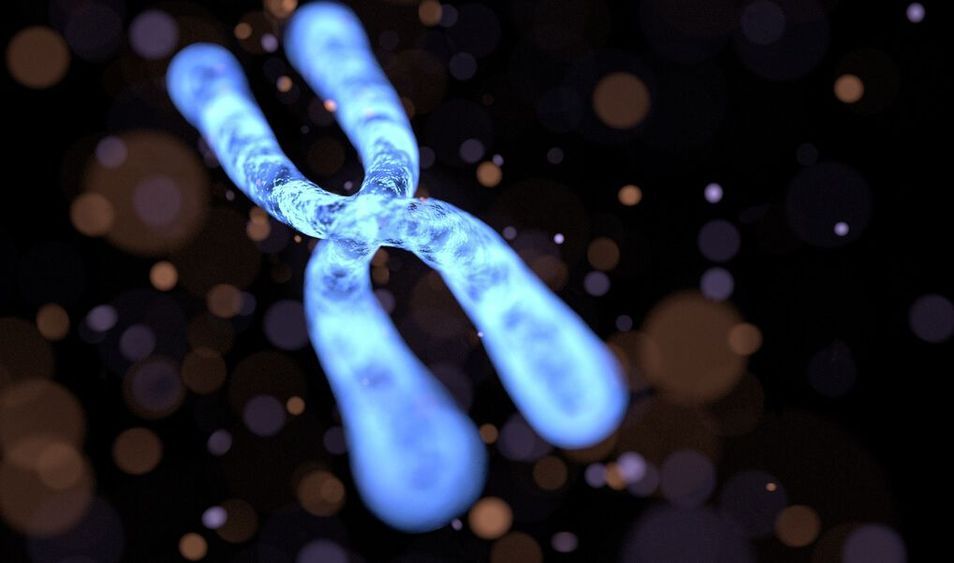 For The First Time Scientists Fully Sequenced The Human X Chromosome