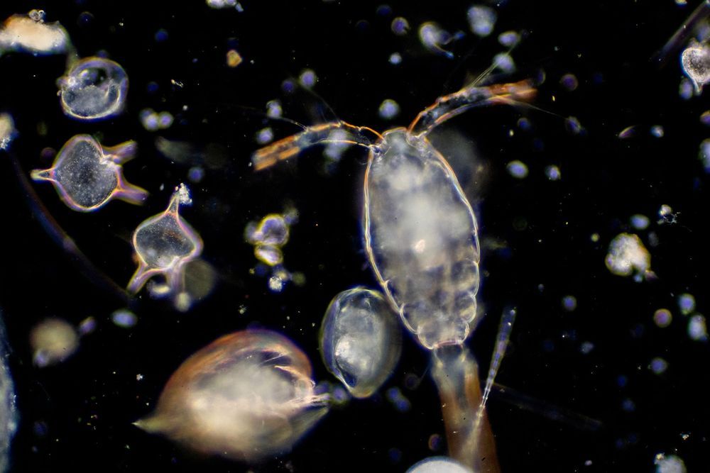 Genetics In Microscopic Marine Life The Plankton Potential Lifeboat 