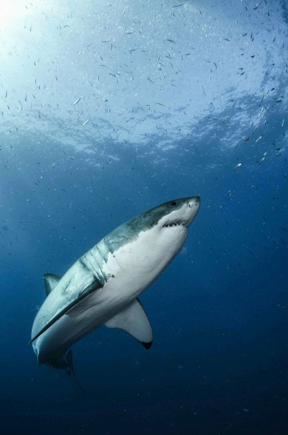 Great white shark genome decoded