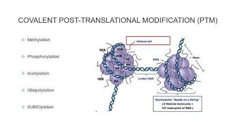 Post Translational Histone Modification : Histone Post Translational Modifications / Mass modiﬁcation on undeﬁned amino acid residues of histones by shotgun proteomics using liquid.