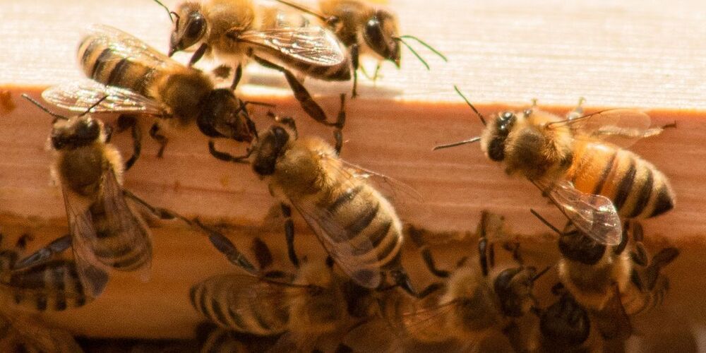 Honeybee venom rapidly kills breast cancer cells, shows new lab study