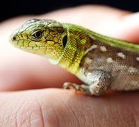 lizards regrow their tails