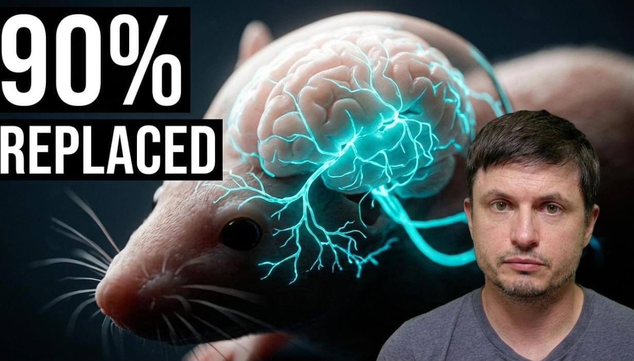 Human Neurons Grew Inside a Living Mouse Brain With Bizarre Results