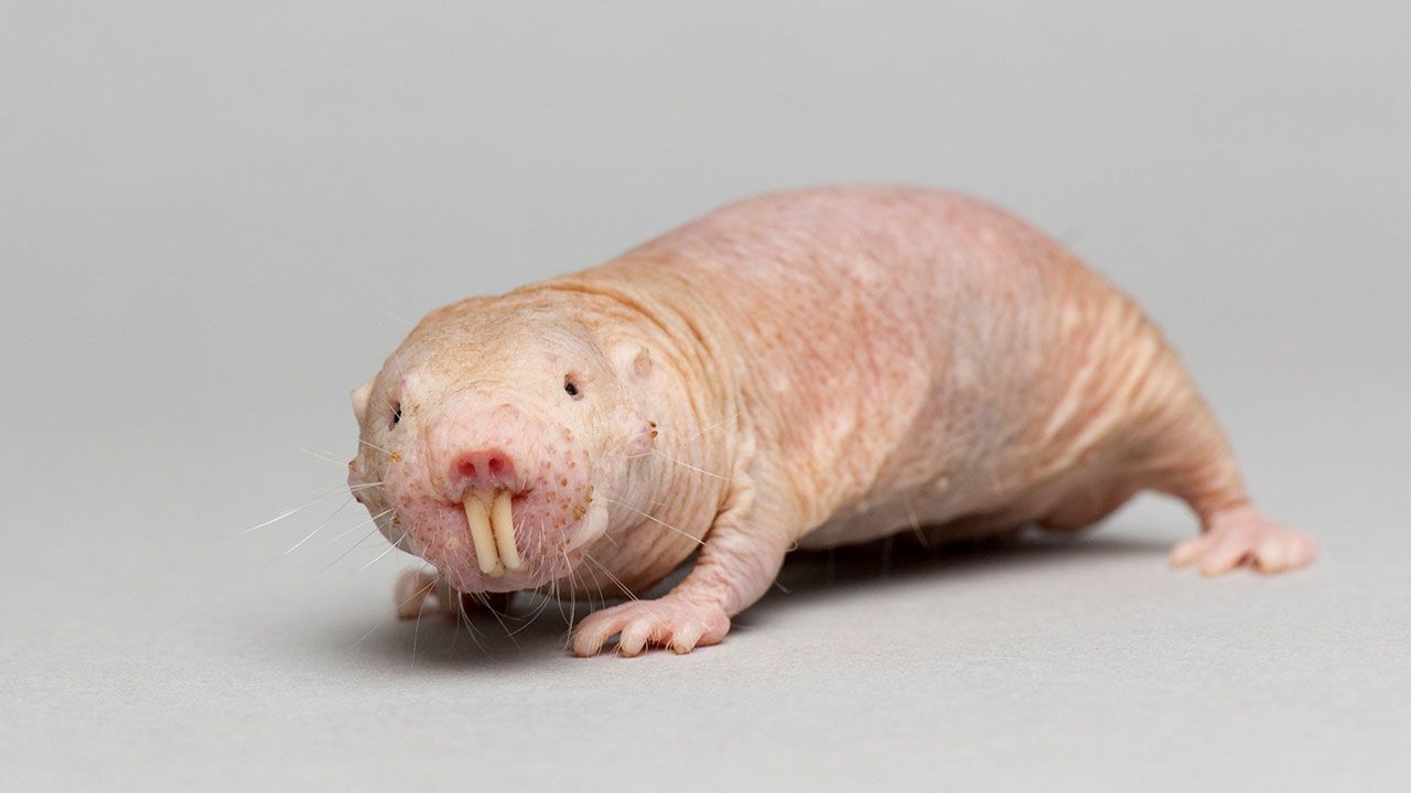 Naked mole rats defy the biological law of aging.