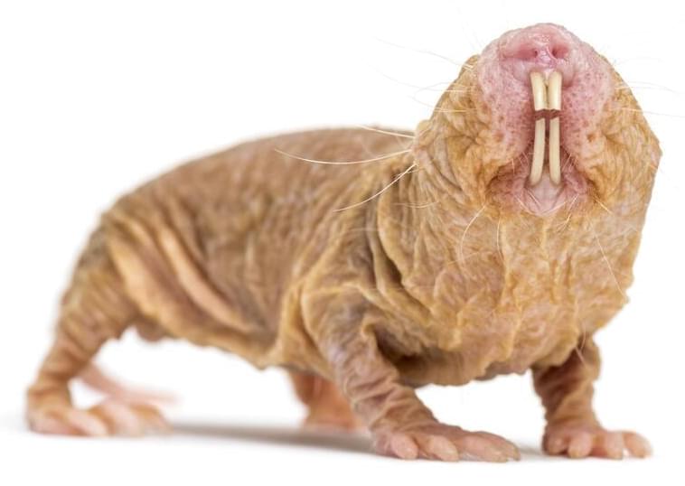 Naked Mole Rats ‘longevity Gene Extends Lifespan And Health Of Mice 2087