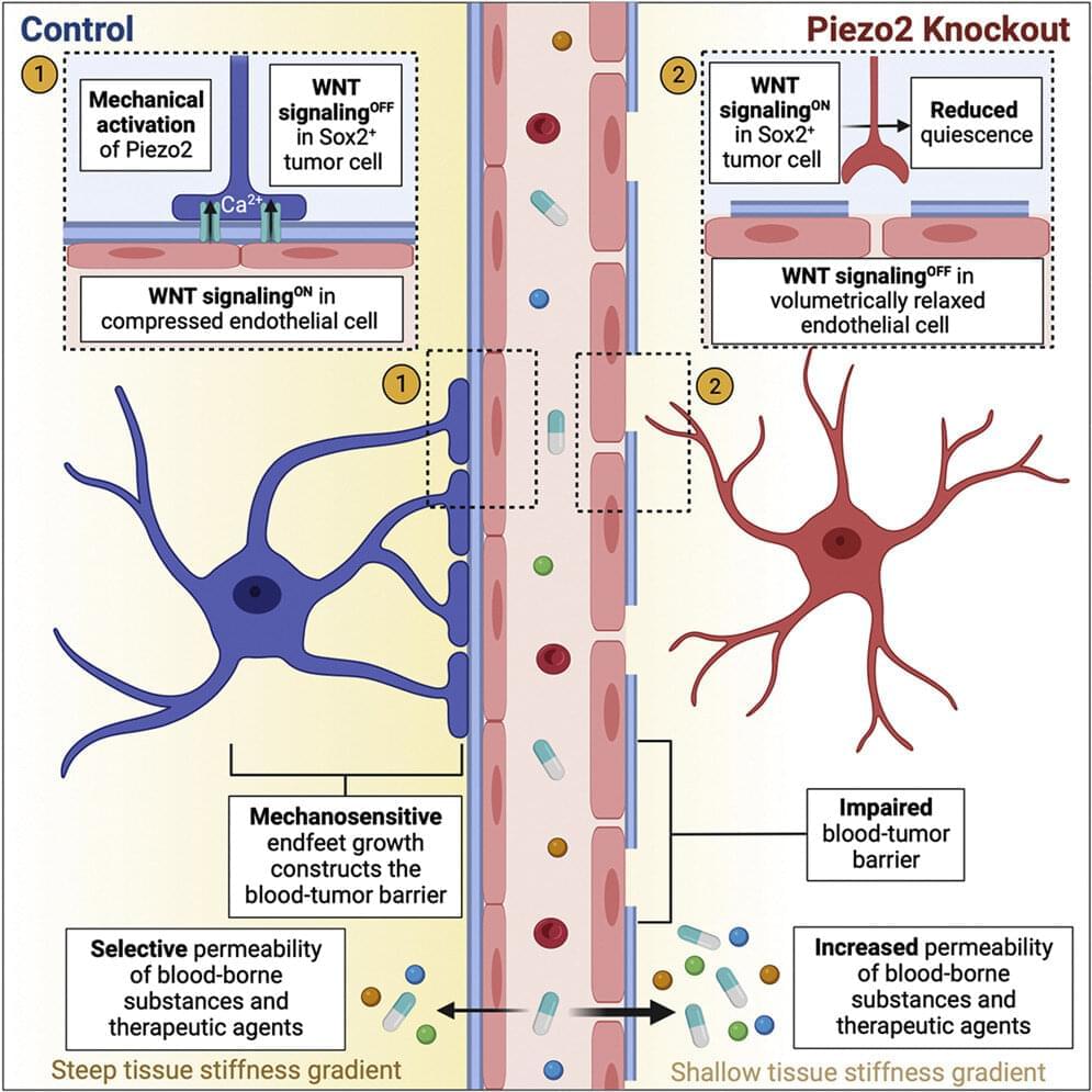 Will A Brain Tumor Show In Blood Work