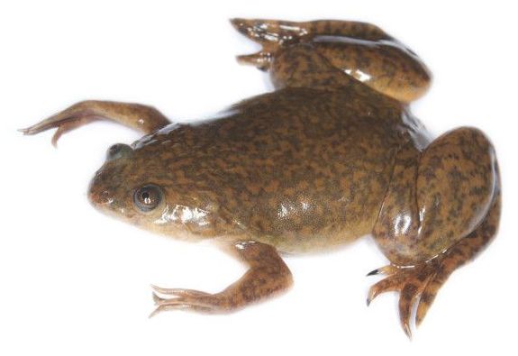 Part Robot, Part Frog: Xenobots Are the First Robots Made ...