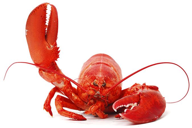 Image result for lobster medical