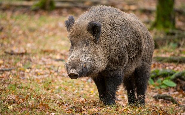 Radioactive wild boar roaming the forests of Germany