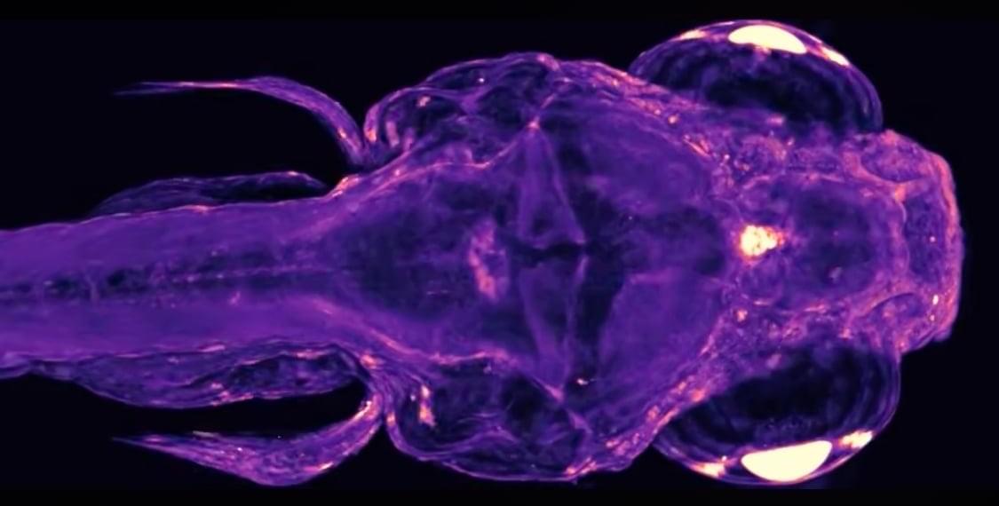 Scientists Can Now Watch ‘Conversations' Between Cells Across The Body of a Living Animal