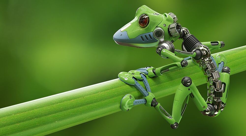 Scientists Create the First Living Robot, Made from Frog Stem Cells