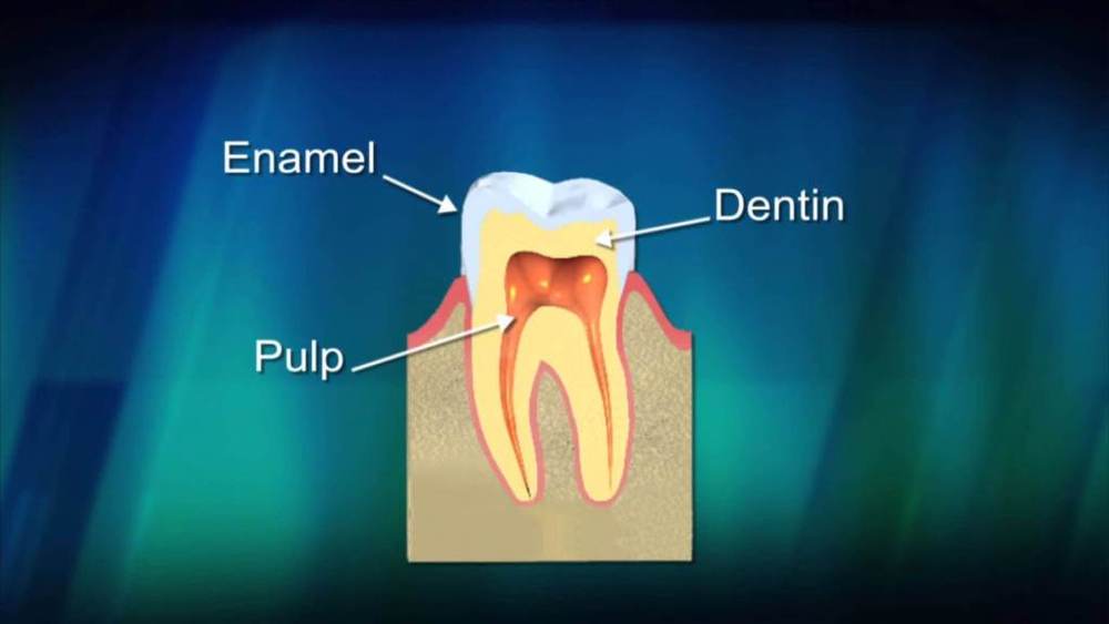 parts of the tooth