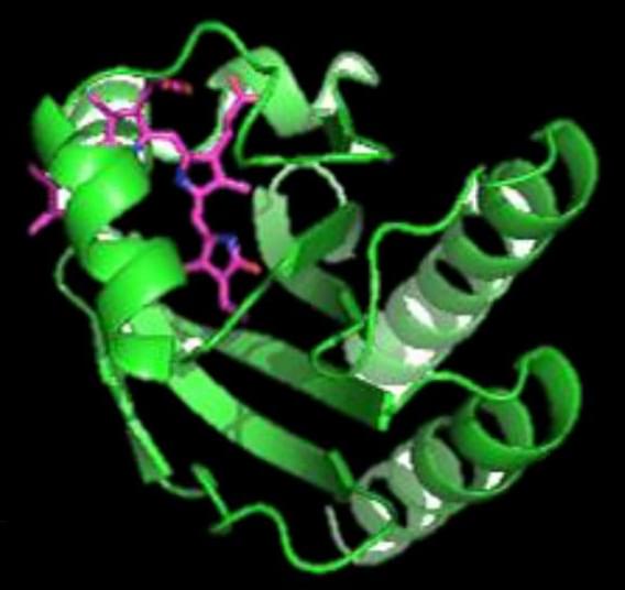 Small Fluorescent Protein Helps To Create More Detailed Biomedical Small Fluorescent Protein Helps To Create More Detailed Biomedical