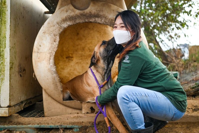 South Korean dog meat farms closing as attitudes change