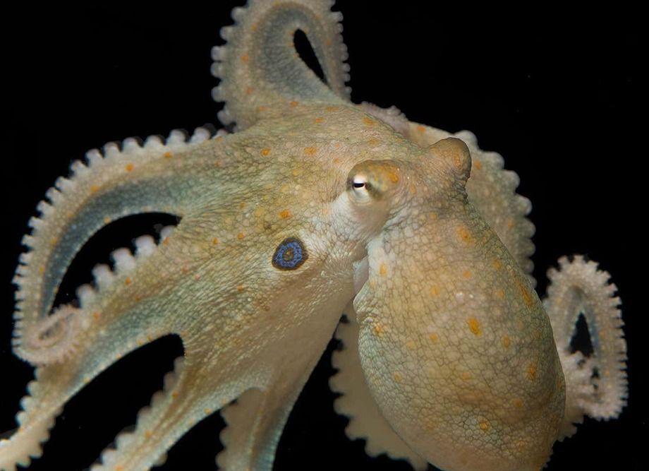 difference between squid and octopus