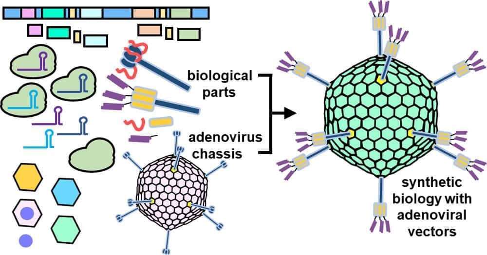 Synthetic Biology Approaches For Engineering Next Generation Adenoviral