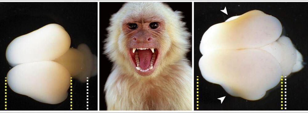 Human Gene in Monkey Brains: Scientists Make Monkey Brains Bigger