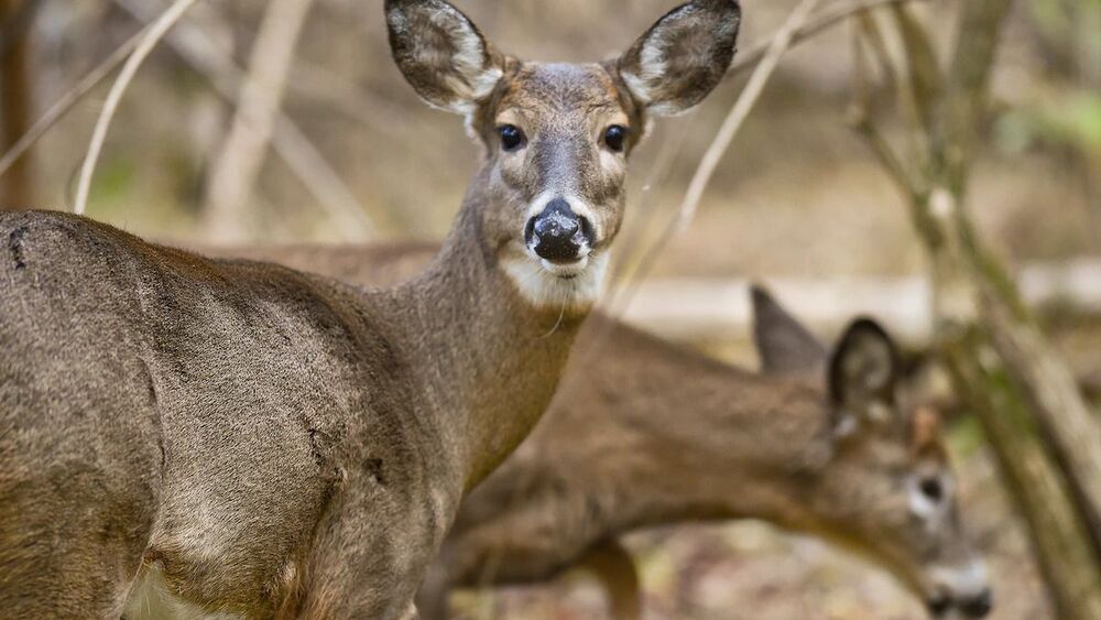 Wild U.S. deer found with coronavirus antibodies